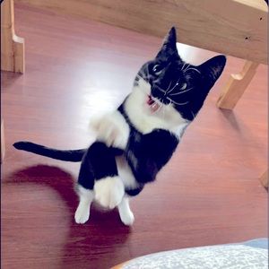 Meet your Posher, Lindsay